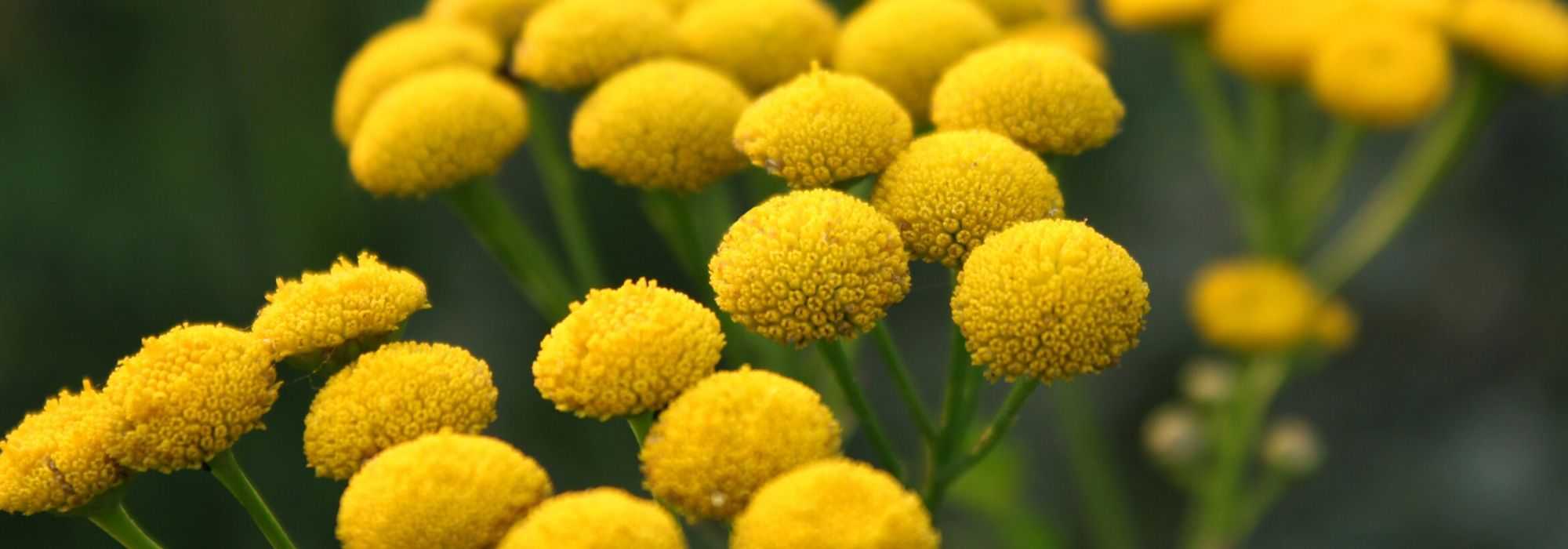 Tanaceto: semear, plantar e cultivar