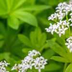 Aspérula: plantação, cultivo e manutenção