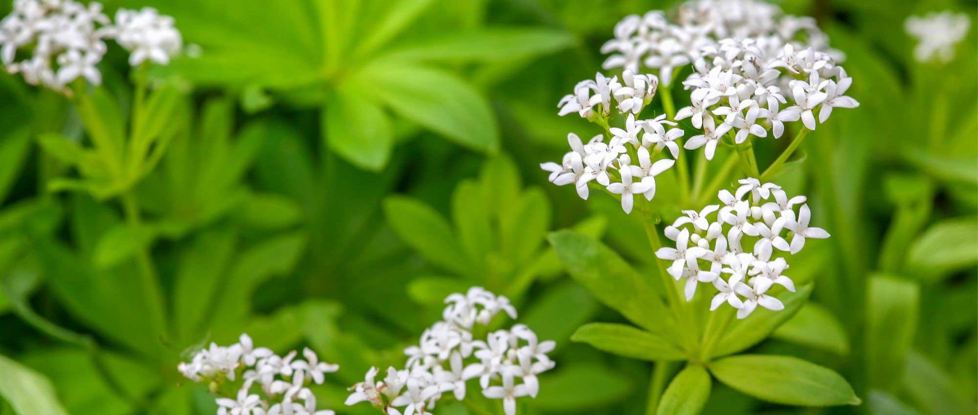 Aspérula: plantação, cultivo e manutenção