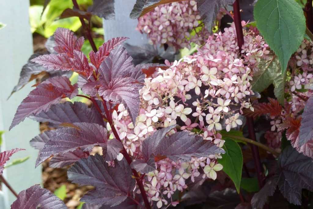 fisocarpo : ideias para associá-lo ao jardim