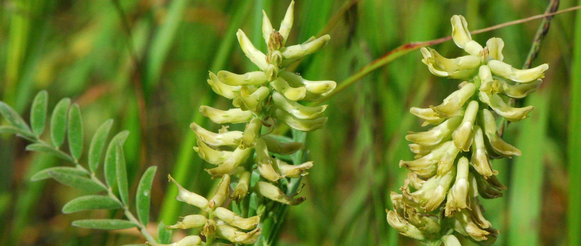 Astrágalo: plantação, cultura e cuidados