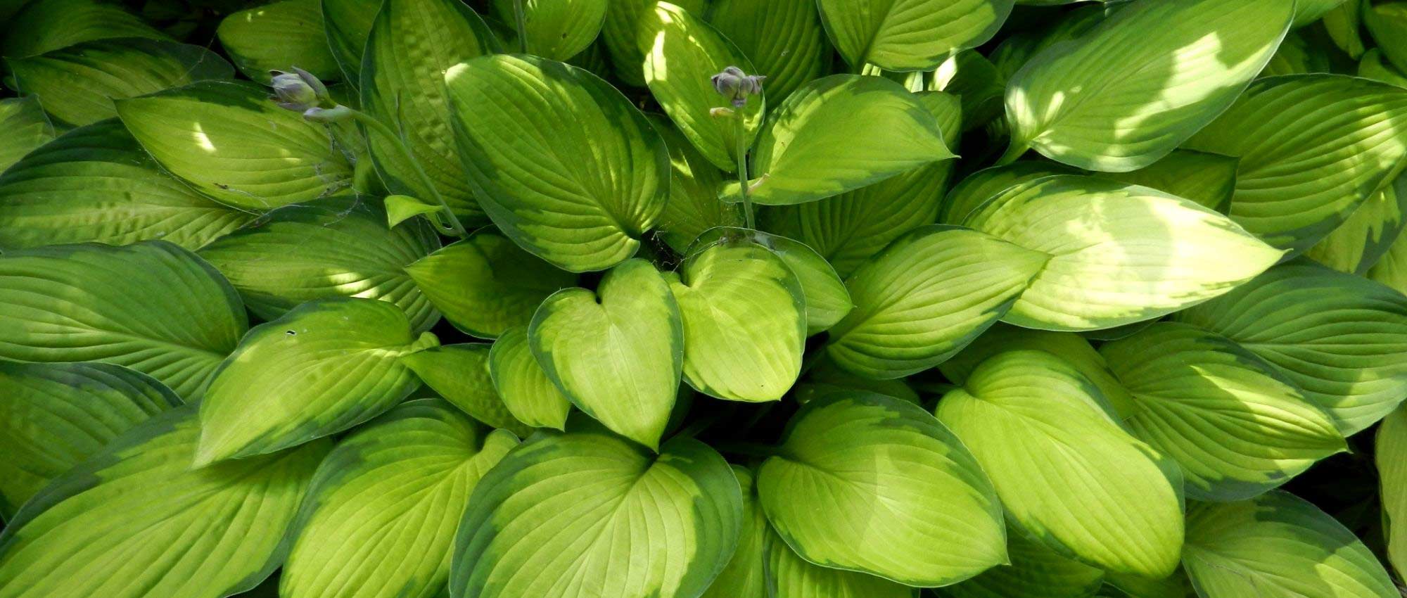 Hostas: 7 ideias de associações bem-sucedidas