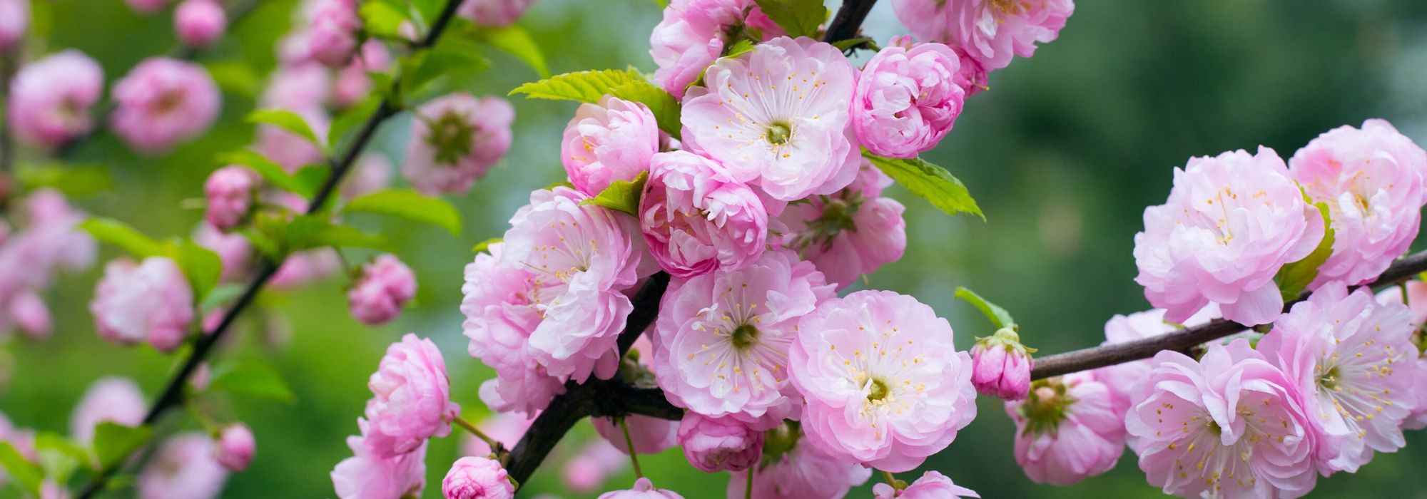 6 cerejeiras de floração invernal