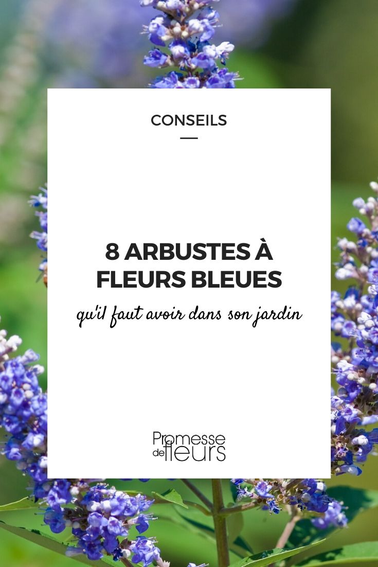 arbustos com flores azuis