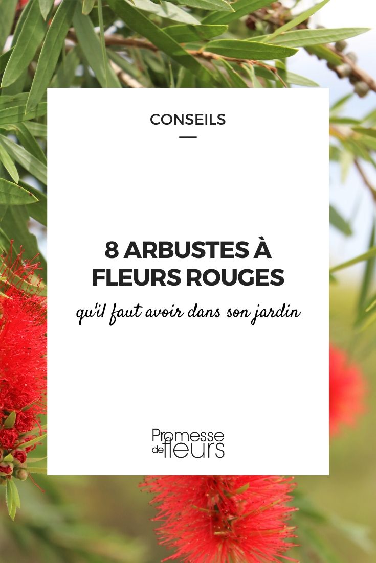 Arbustos com flores vermelhas: os indispensáveis