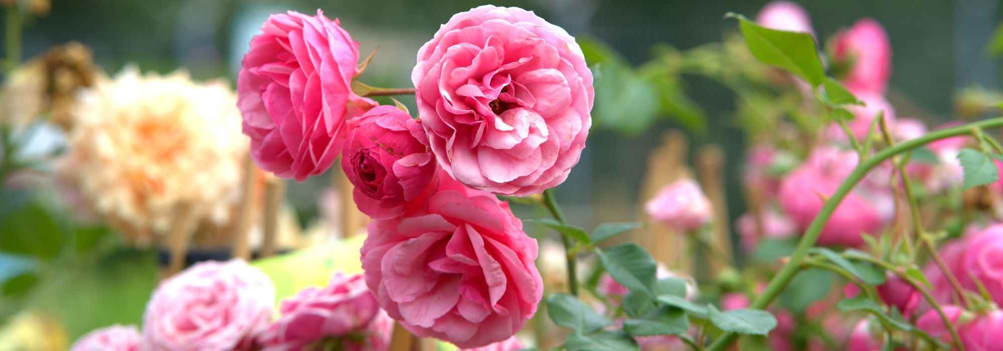 10 arbustos com floração estival que não podem faltar no jardim!