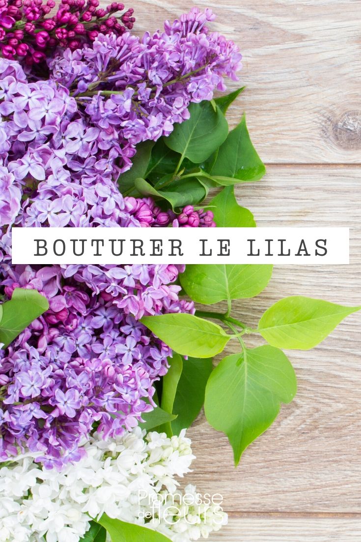 Lilás: fazer estacas