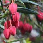 Crinodendron, saboeiro: plantar, podar e cuidar