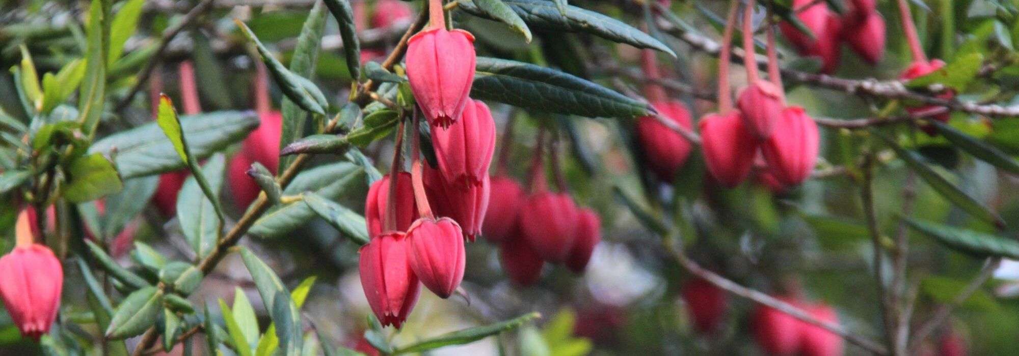 Crinodendron, saboeiro: plantar, podar e cuidar