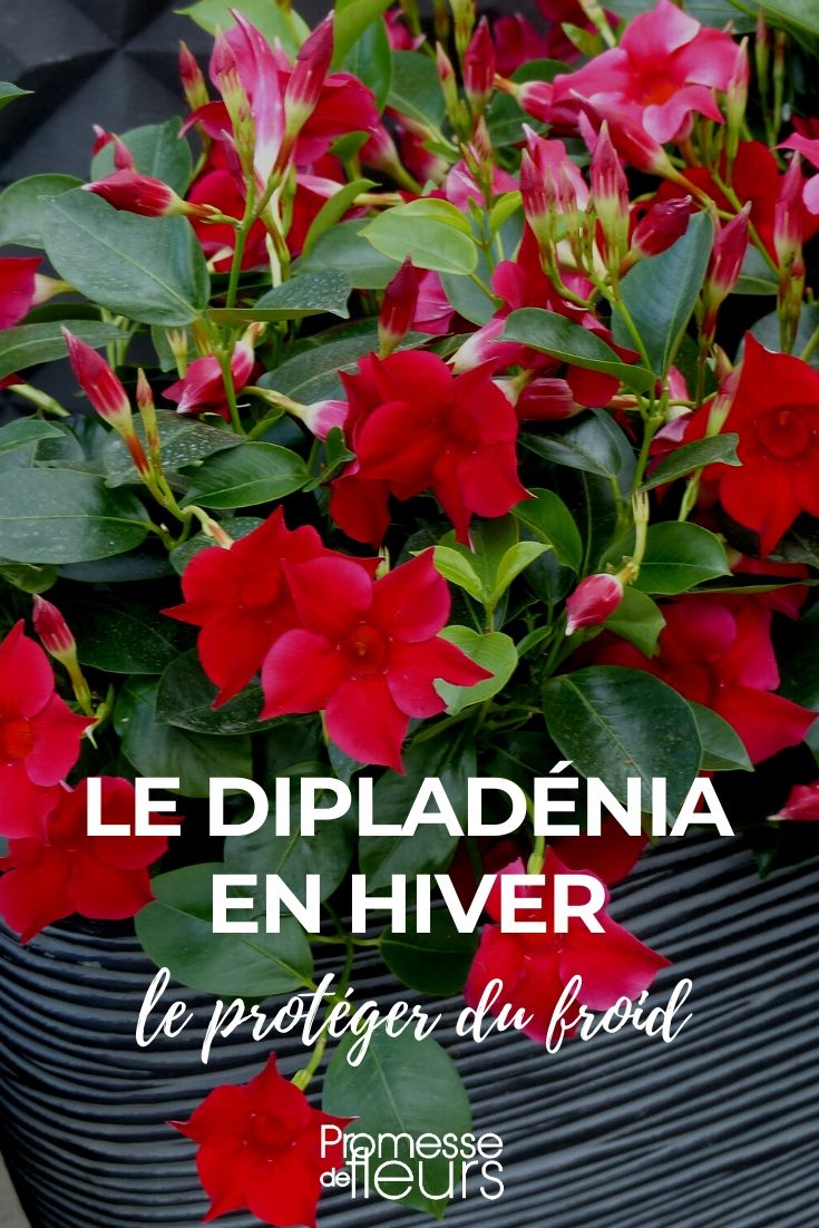 proteger o dipladénia no inverno