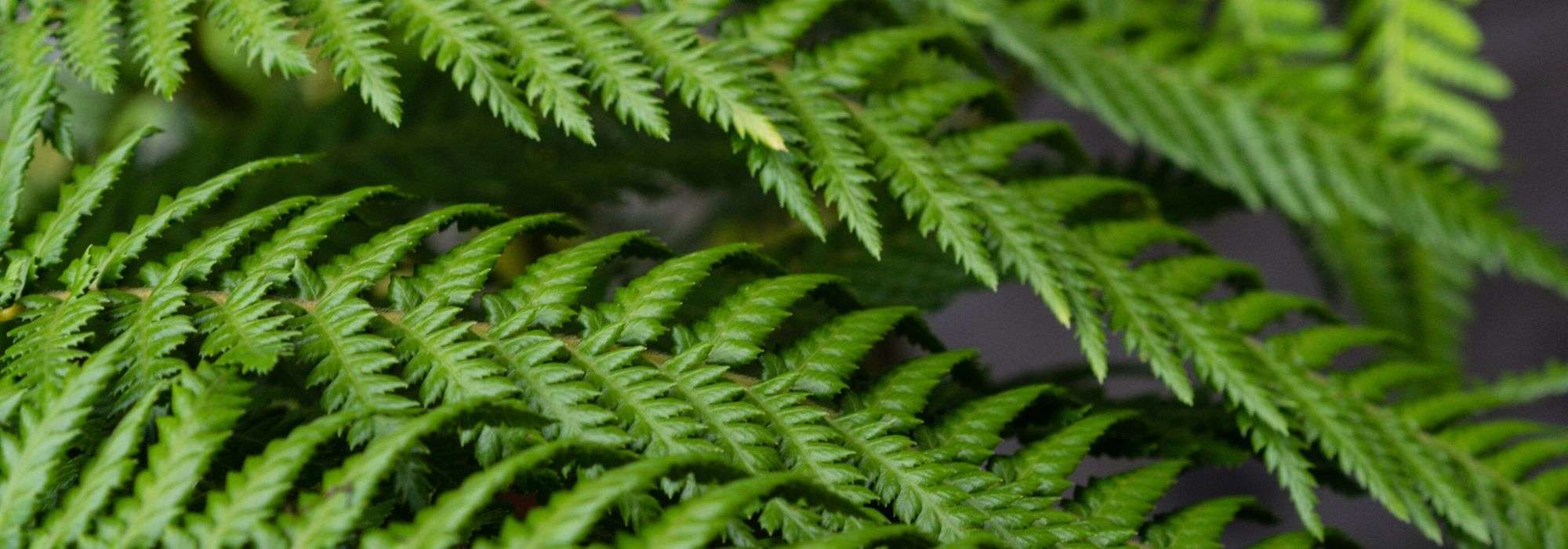 Feto-arbóreo: plantação, cultivo, manutenção