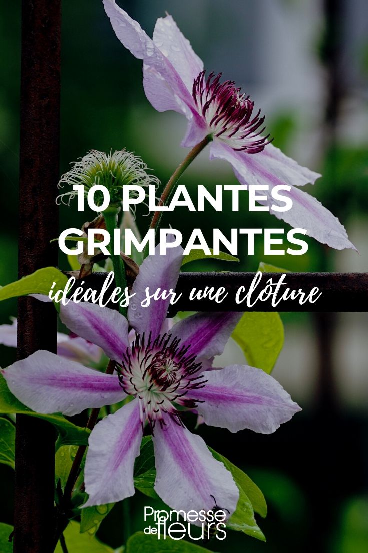 Plantas trepadeiras para vedação