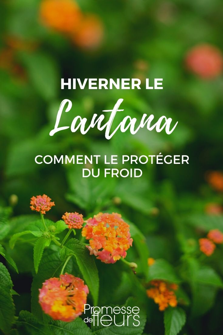 lantana : protegê-la do frio no inverno