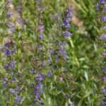 Hissopo, Hyssopus officinalis: sementeira, plantação, cultivo, benefícios