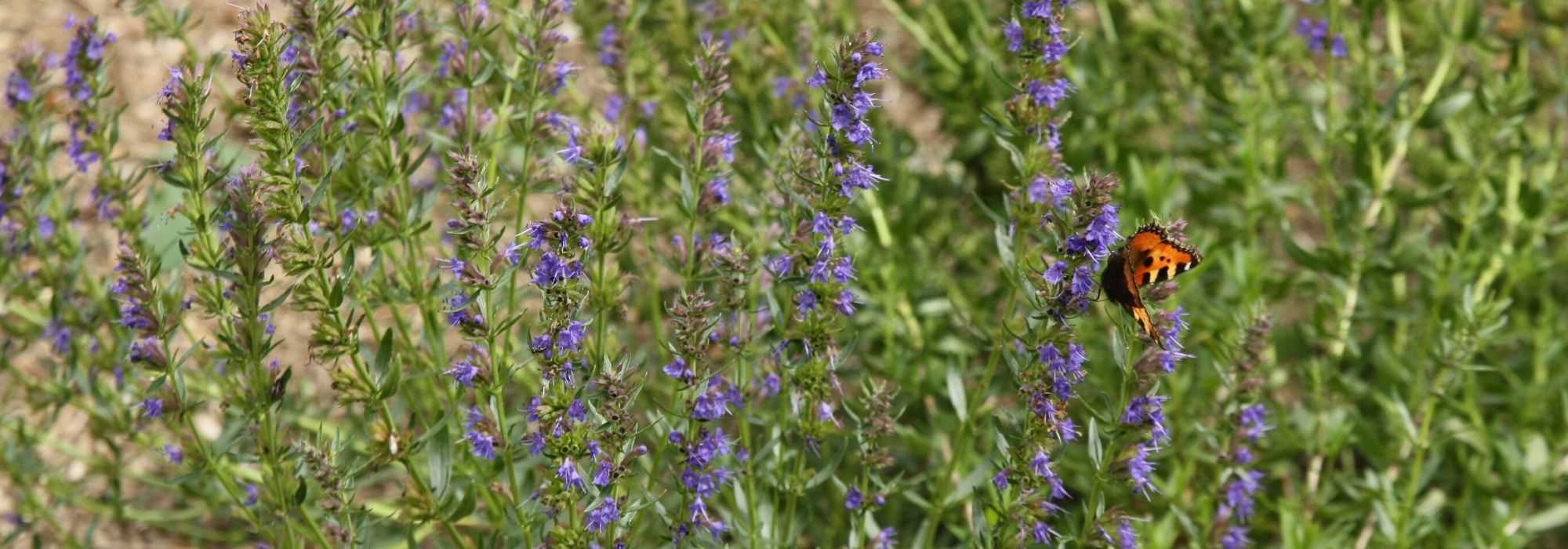 Hissopo, Hyssopus officinalis: sementeira, plantação, cultivo, benefícios