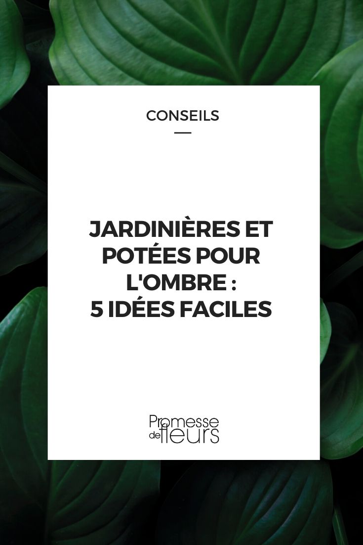 Ideias para floreiras à sombra