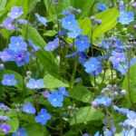 Omphalodes: plantação, cultivo e cuidados