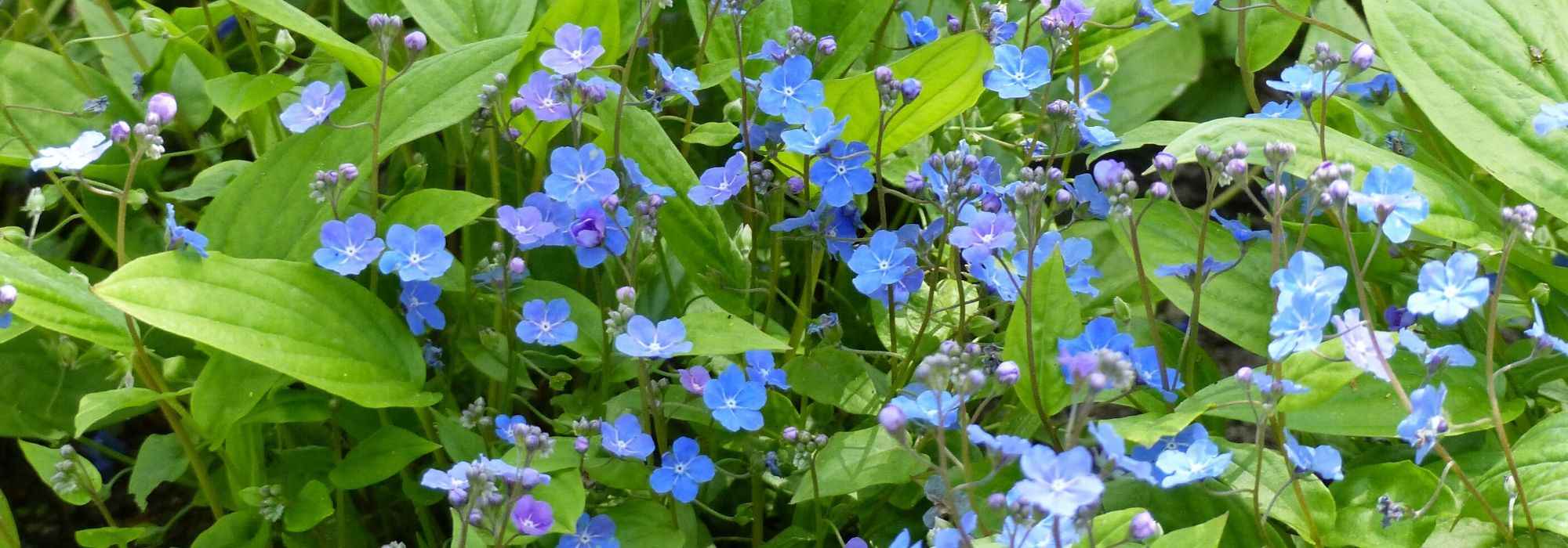 Omphalodes: plantação, cultivo e cuidados