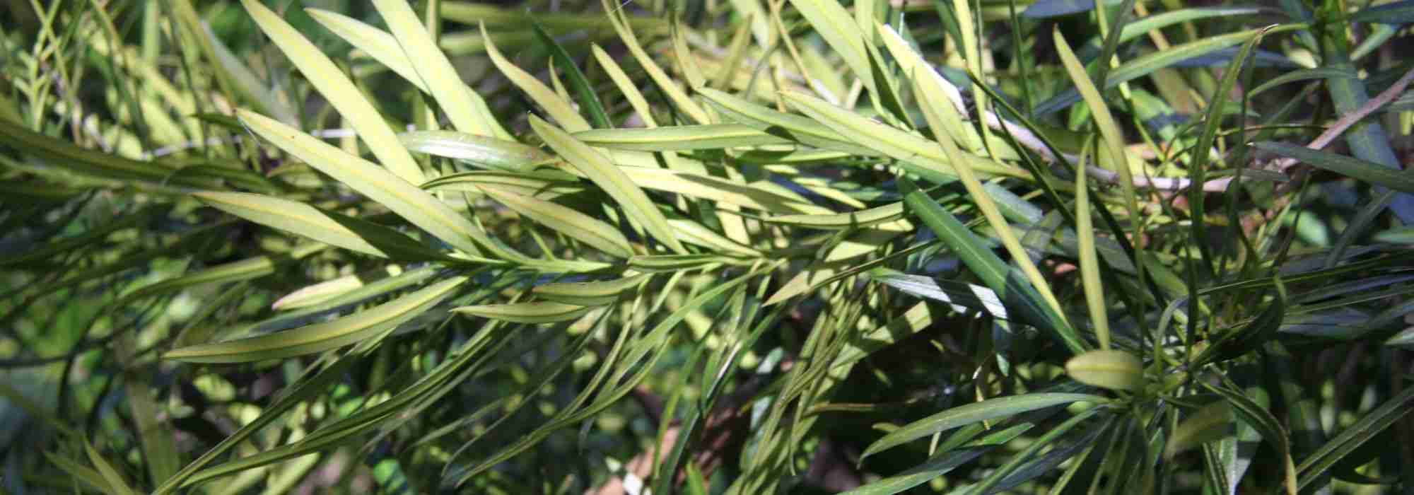 Podocarpo: plantar, podar e cuidar