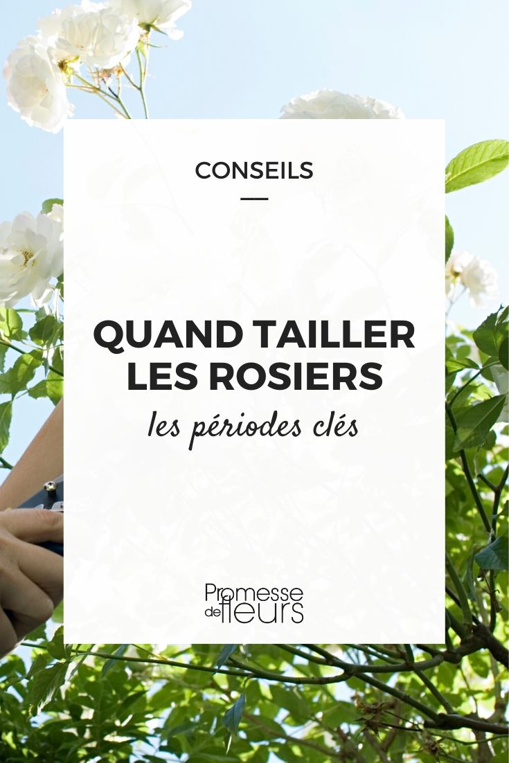 poda das roseiras: a melhor altura