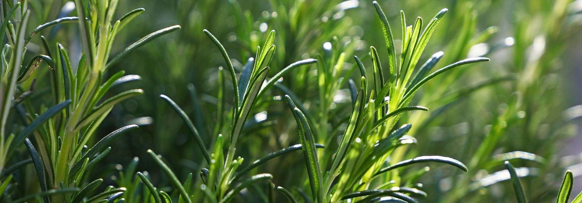 Alecrim: plantação, benefícios, colheita