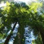 Sequóias e Sequoiadendrons: plantar, podar e tratar