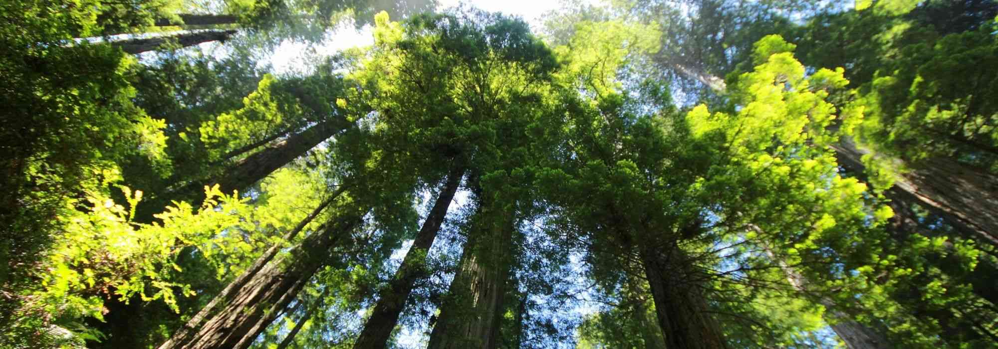 Sequóias e Sequoiadendrons: plantar, podar e tratar