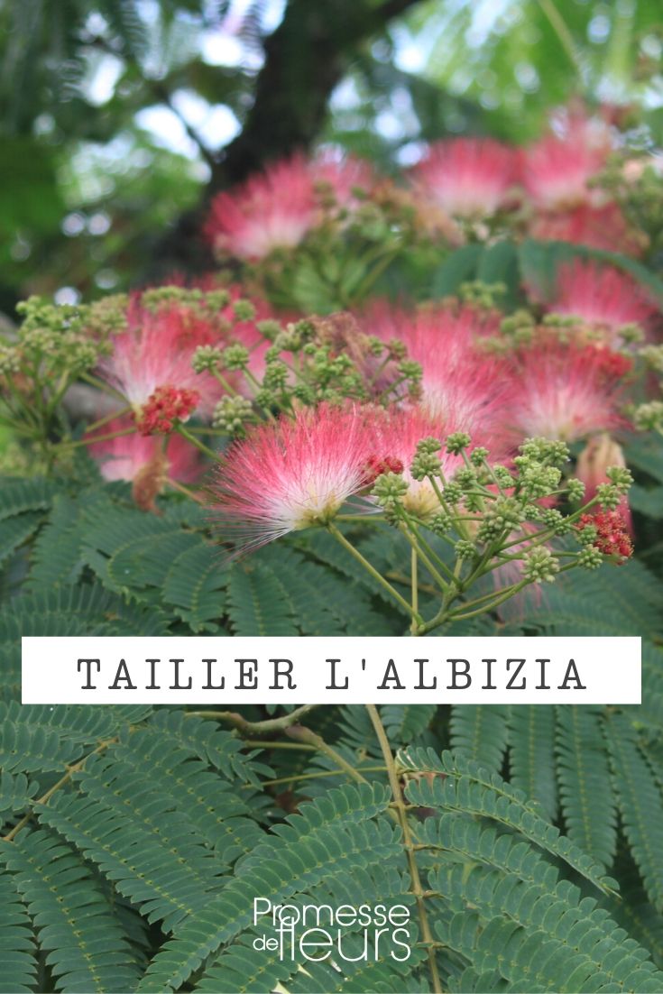Poda da albízia