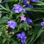 Tradescântias-da-Virgínia, Tradescantia virginiana: plantar e cuidar