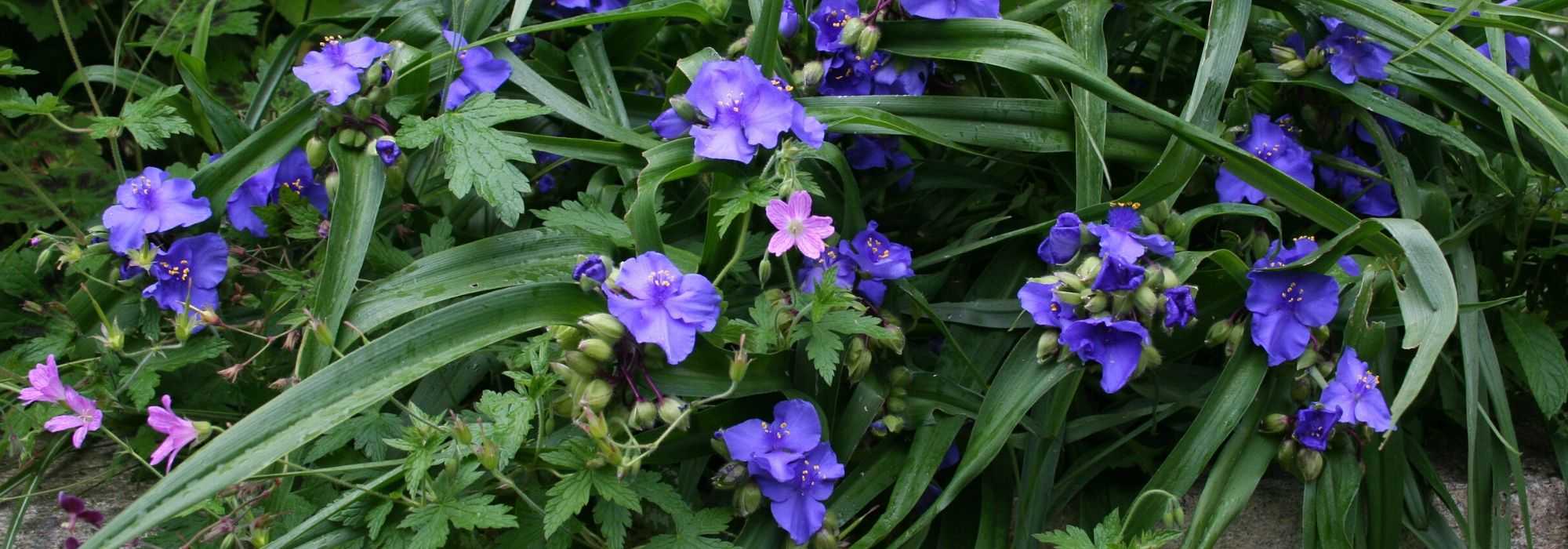 Tradescântias-da-Virgínia, Tradescantia virginiana: plantar e cuidar