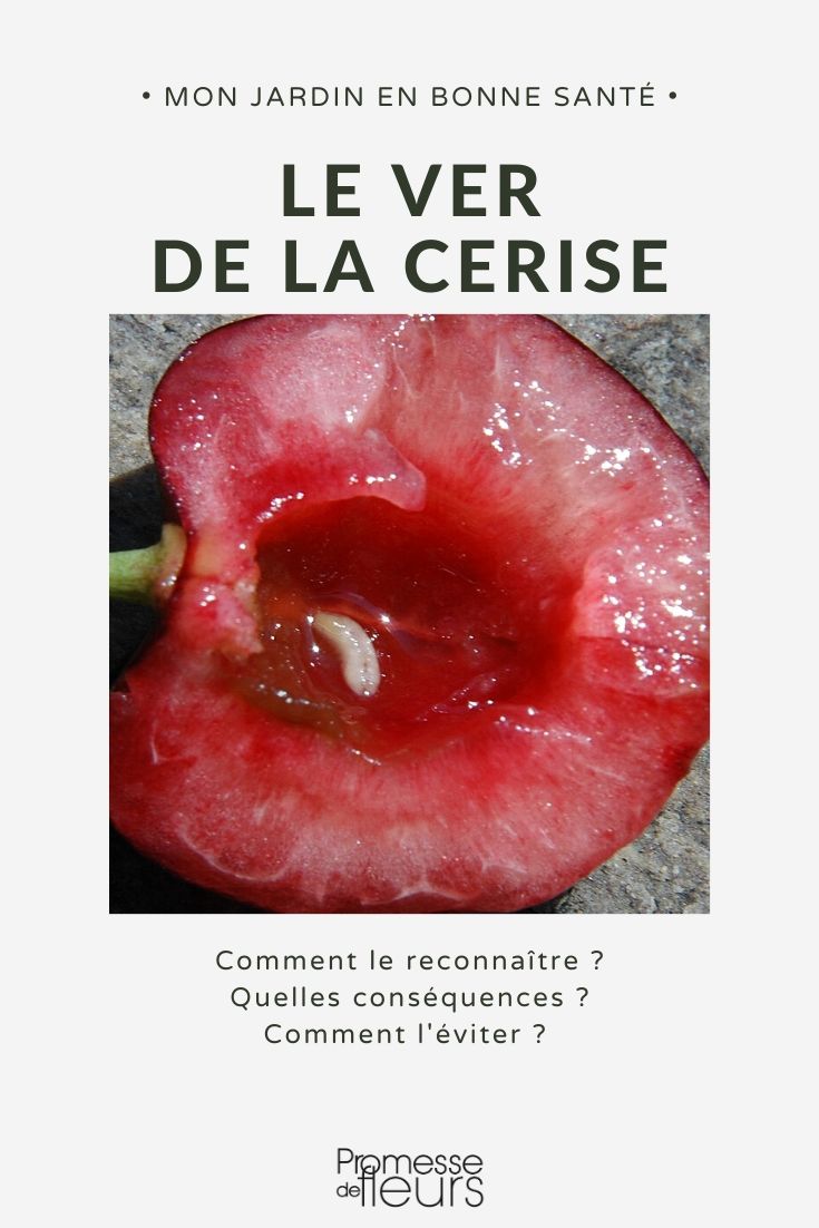Bichos da cereja: prevenção, tratamento
