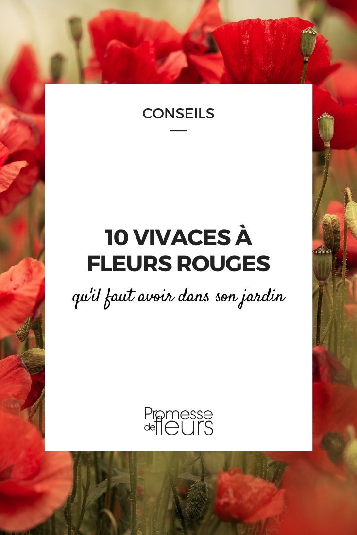 flores vermelhas: as plantas perenes indispensáveis