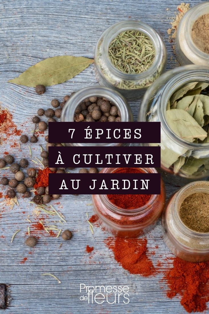 As especiarias que se podem cultivar no jardim