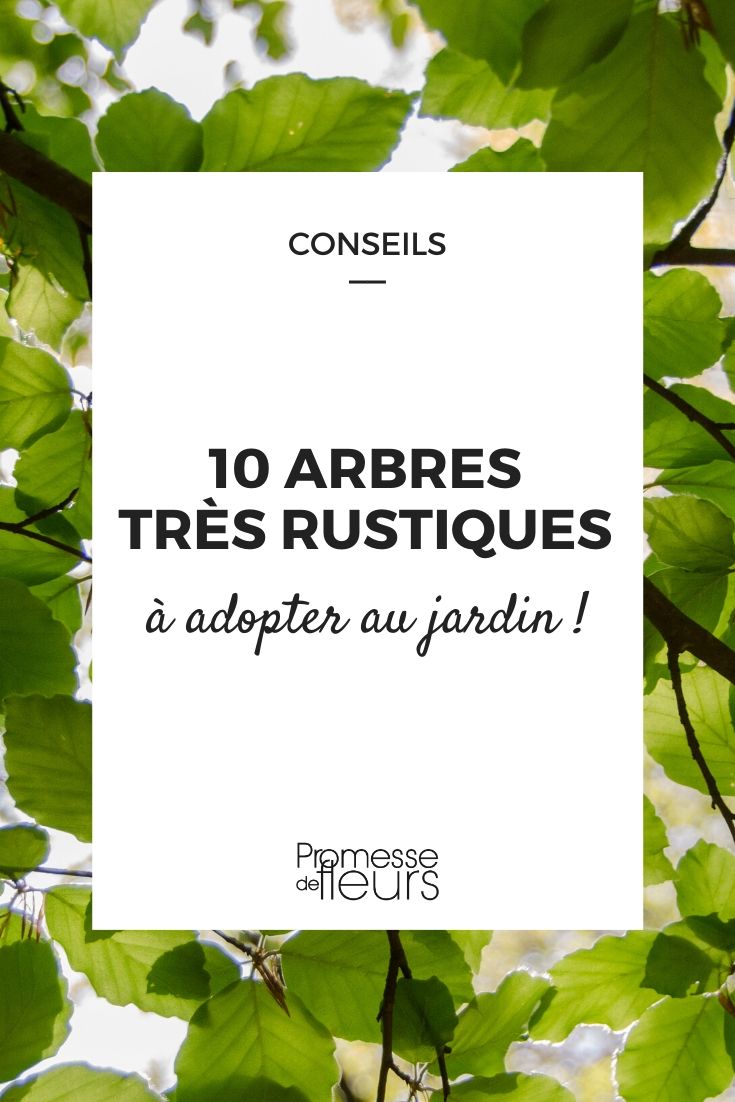 10 árvores muito rústicas para todos os jardins