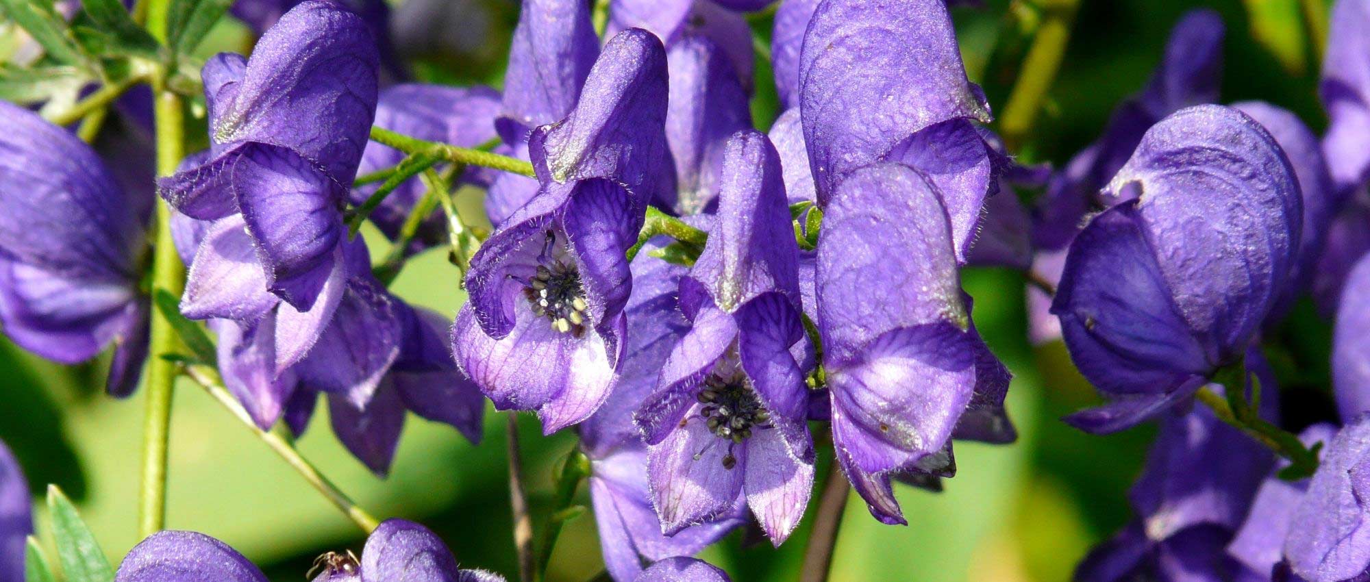 Acónito: 7 ideias para o associar ao jardim