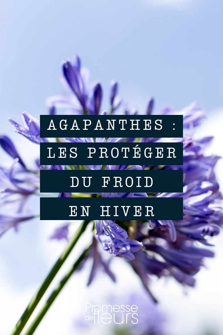 Agapanto: como protegê-los do gelo