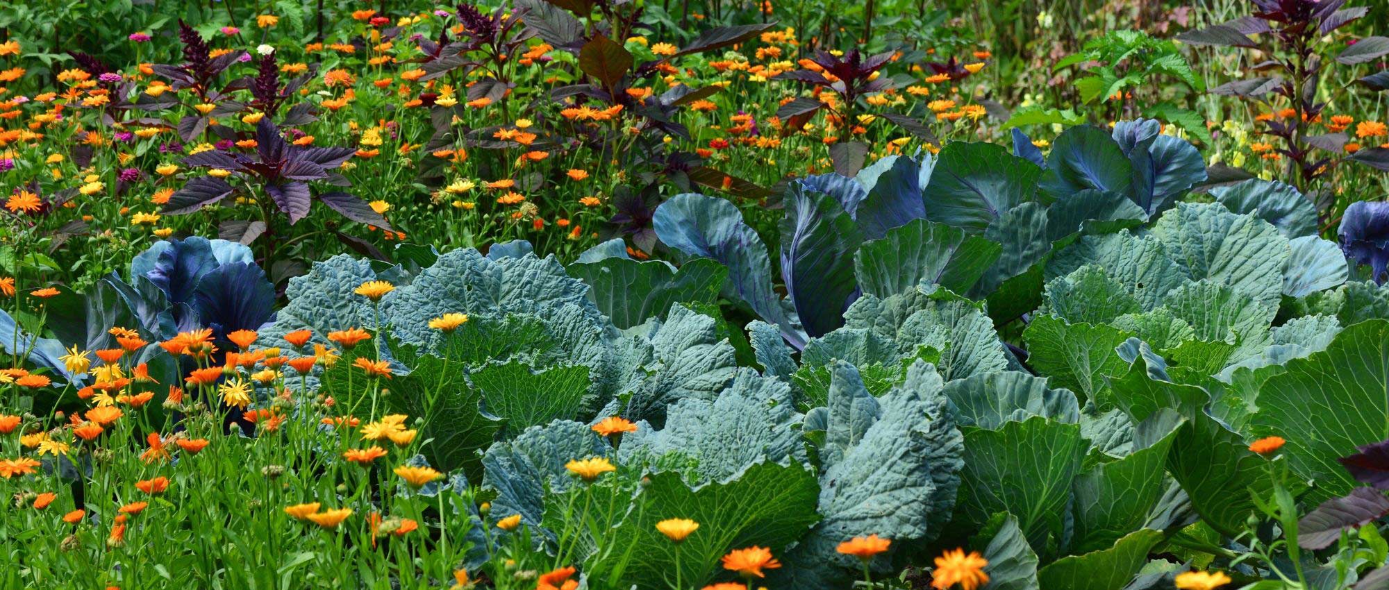 Adubo para jardim: como escolher bem?