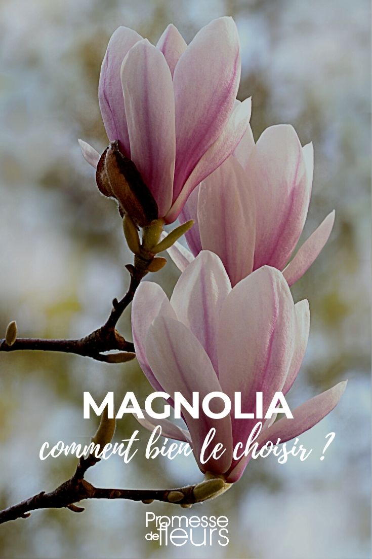 Magnólia: como escolhê-la bem