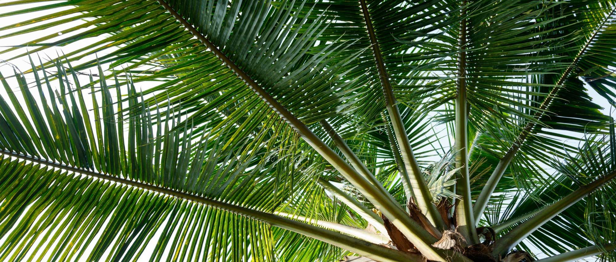 Que palmeira escolher para o meu jardim?
