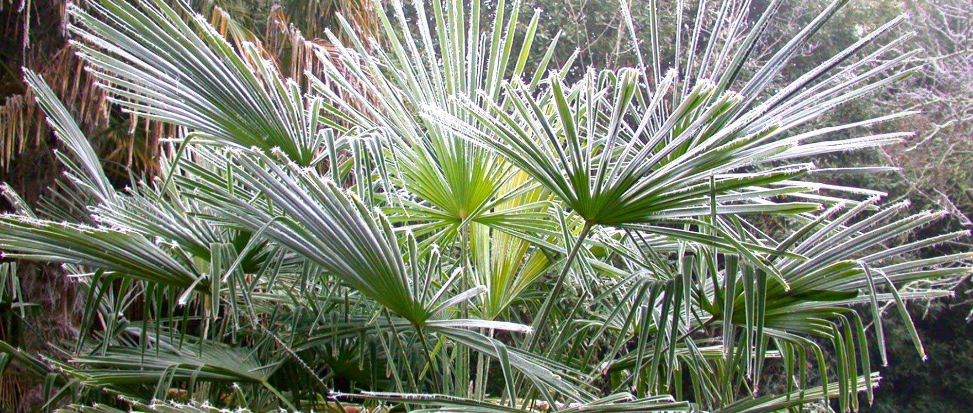 Palmeira: como protegê-la no inverno?