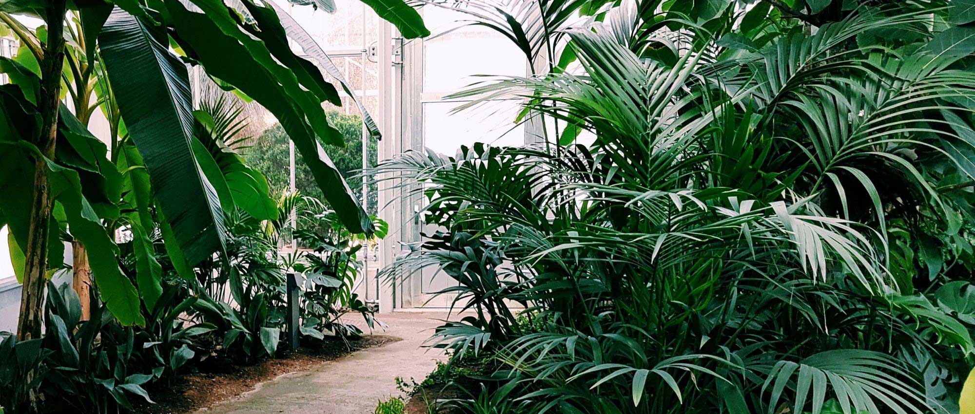 Palmeira em vaso: 7 espécies notáveis de interior