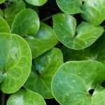 Asarum, ásaro : plantação, cultura, manutenção