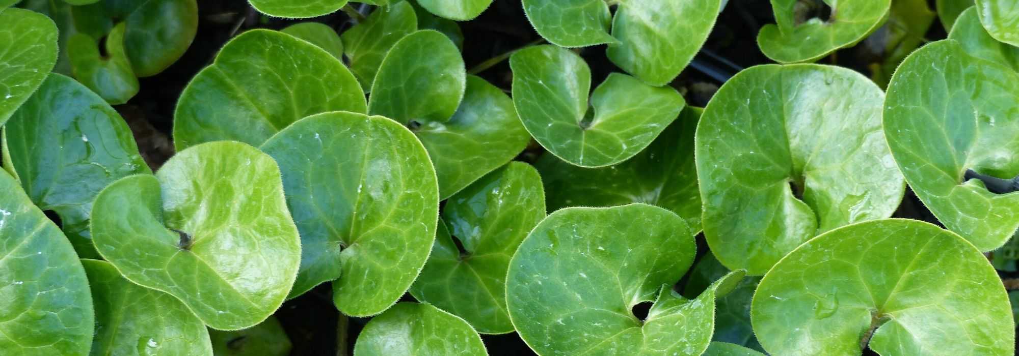 Asarum, ásaro : plantação, cultura, manutenção