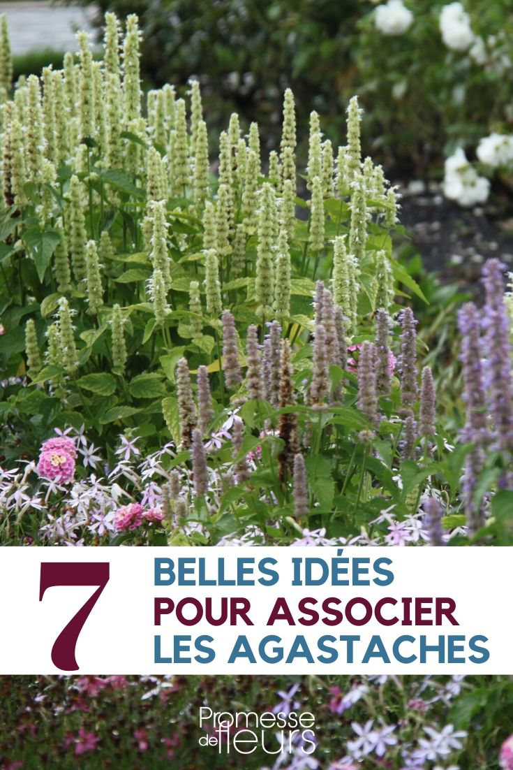 agastache : ideias de associação