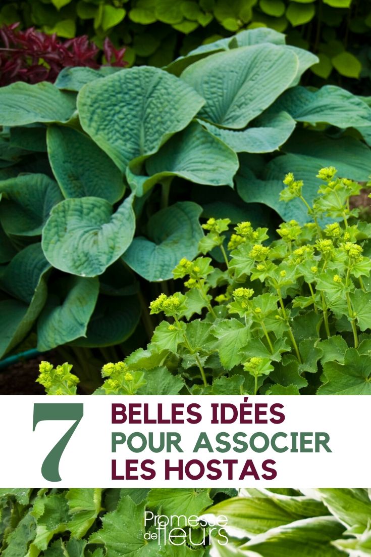 hosta : ideias de associação