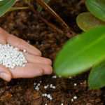 Varanda, terraço e jardins pequenos: os substratos e adubos ideais para espaços reduzidos