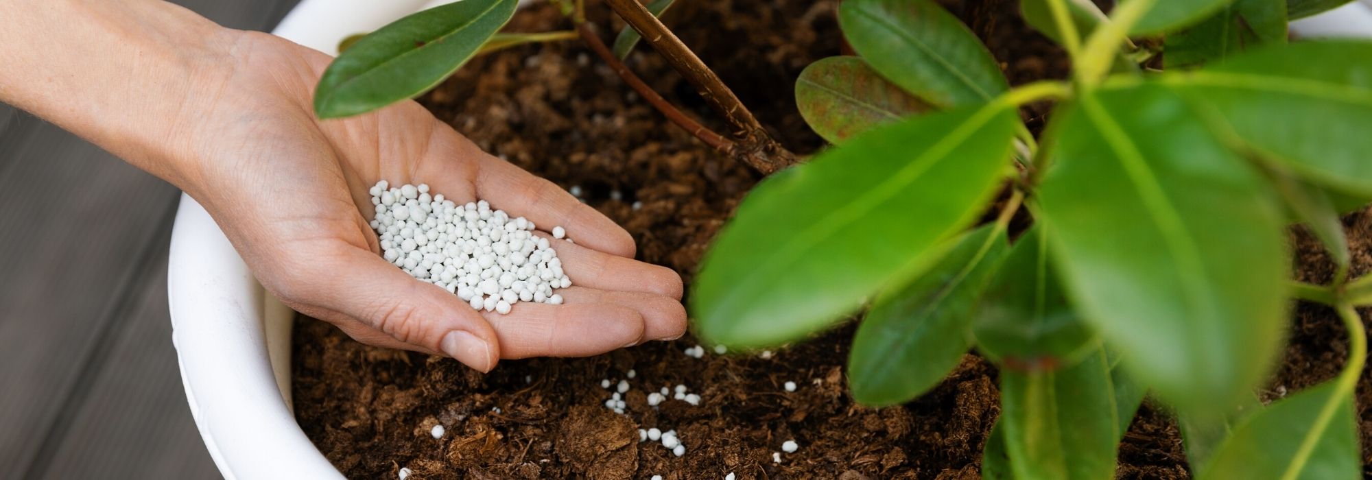 Varanda, terraço e jardins pequenos: os substratos e adubos ideais para espaços reduzidos