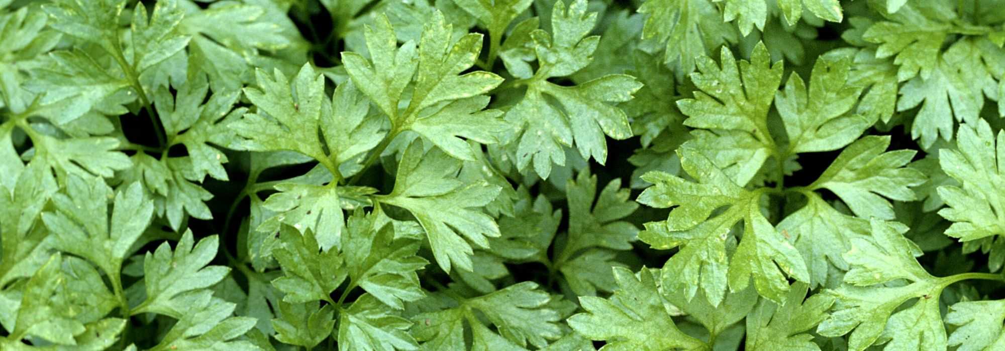 Cerefólio: sementeira, cultivo, colheita