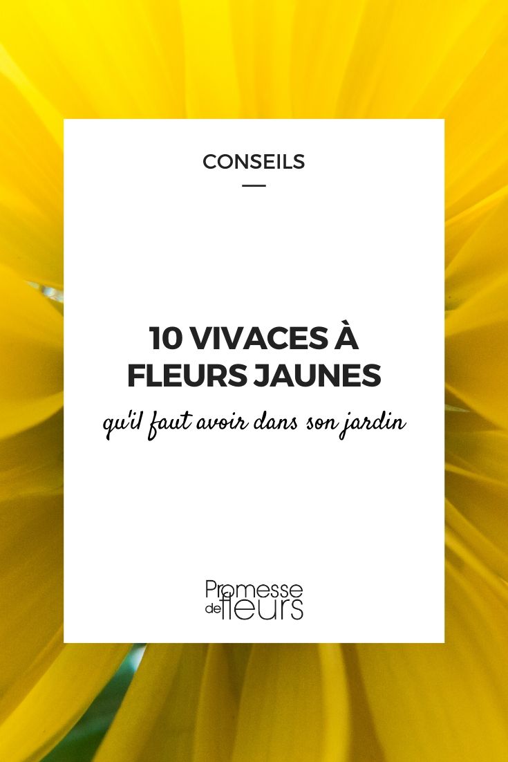 flores amarelas: as plantas perenes indispensáveis