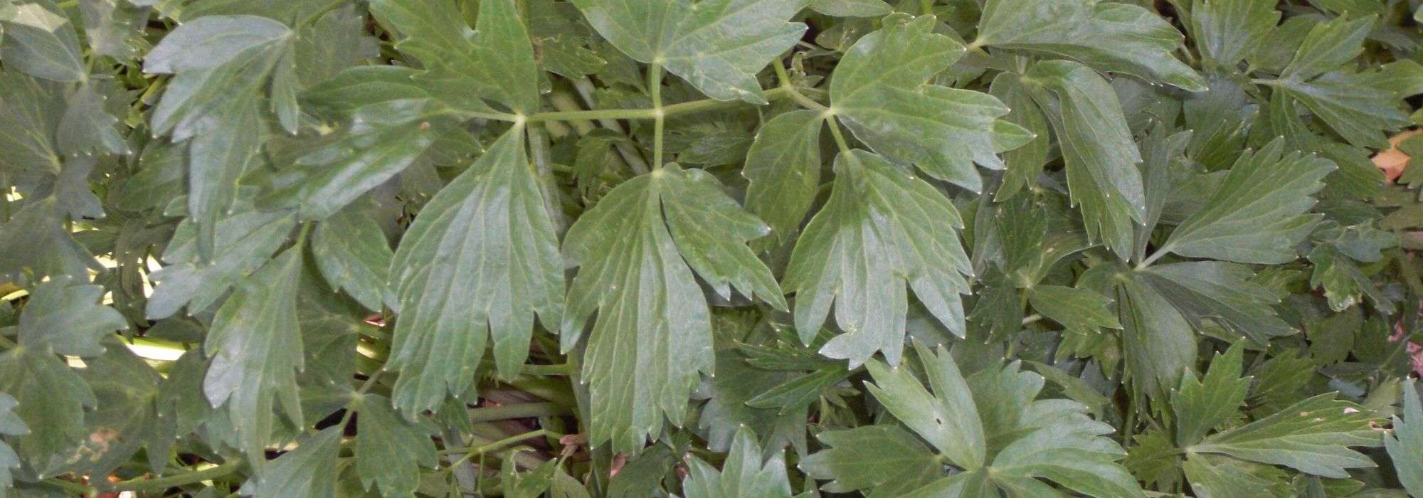 Levístico, aipo-das-montanhas: semear, plantar, cultivar